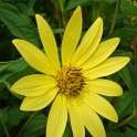 Helianthus laetiflorus 'Lemon Queen'